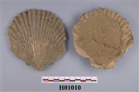 藏品(貝化石)的圖片